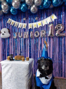 Read more about the article Grouchy Pooch Unimpressed At OTT Birthday Bash