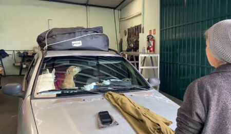Read more about the article Woman Lives In Car With 16 Dogs For More Than Decade